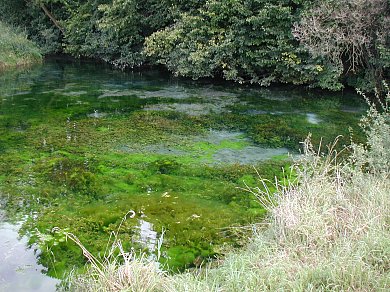 Quellteich. Foto: Kurt Scheuerer.