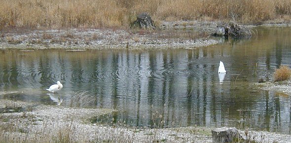 Tiere im Auwald. Foto: Kurt Scheuerer