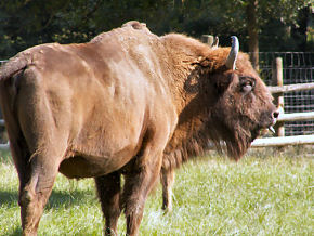 Foto: Kurt Scheuerer