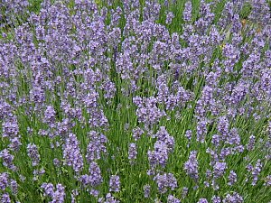 Lavendel. Foto: Kurt Scheuerer